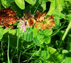Bombus muscorum
