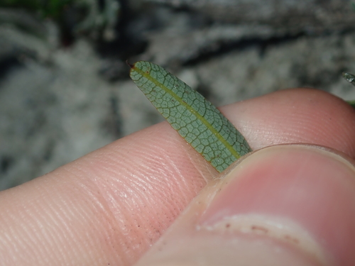 Image of Gastrolobium capitatum by (c) Thomas Mesaglio, some rights reserved (CC BY)