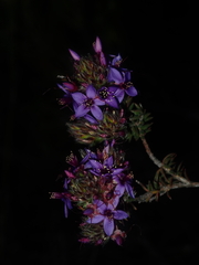 Calytrix sapphirina