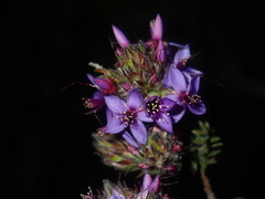 Calytrix sapphirina