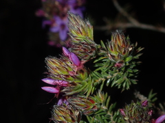 Calytrix sapphirina