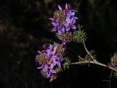 Calytrix sapphirina