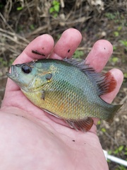 Lepomis miniatus