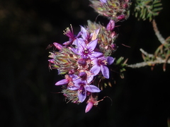 Calytrix sapphirina