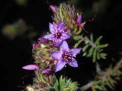 Calytrix sapphirina
