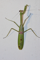 Stagmatoptera binotata