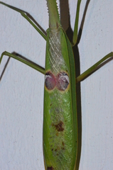 Stagmatoptera binotata