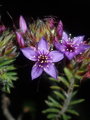 Calytrix sapphirina
