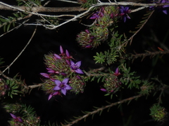 Calytrix sapphirina