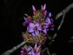 Calytrix sapphirina