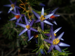Calectasia narragara