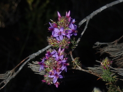 Calytrix sapphirina