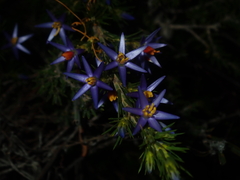 Calectasia narragara