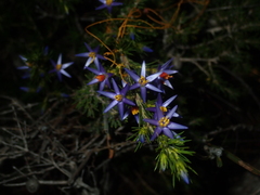 Calectasia narragara