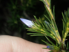 Calectasia narragara