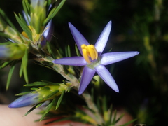 Calectasia narragara