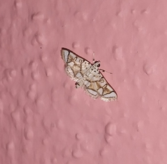 Elophila scitalis