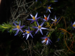 Calectasia narragara