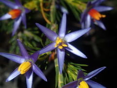 Calectasia narragara