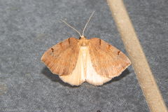 Sestra humeraria