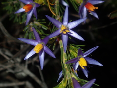 Calectasia narragara
