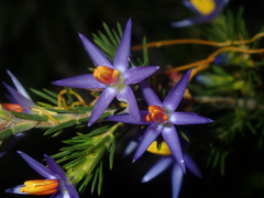 Calectasia narragara