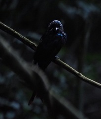 Dicrurus aeneus aeneus