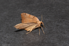 Sestra humeraria