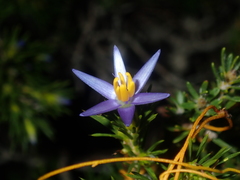 Calectasia narragara