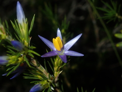 Calectasia narragara