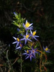 Calectasia narragara