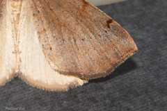 Sestra humeraria