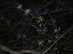Calectasia narragara