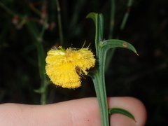 Acacia stenoptera