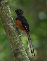 Copsychus malabaricus macrourus