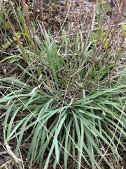 Phleum phleoides