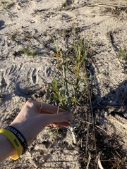 Gyrostemon racemiger