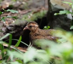 Tropicoperdix chloropus