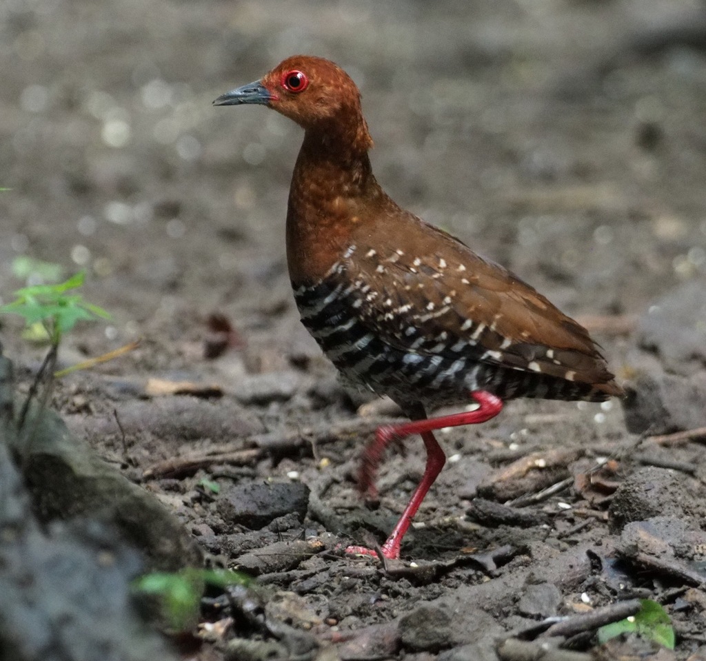 Red-legged Crake photo