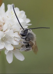 Eucera cineraria