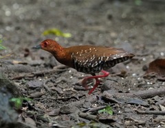 Rallina fasciata