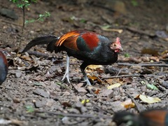 Gallus gallus spadiceus