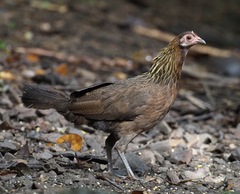 Gallus gallus spadiceus