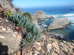 Curio crassulifolius