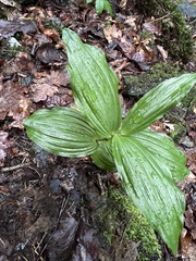 Cypripedium calceolus