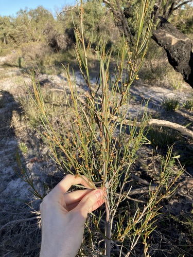 Gyrostemon racemigerus (Gyrostemon racemigerus)