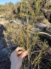 Gyrostemon racemiger