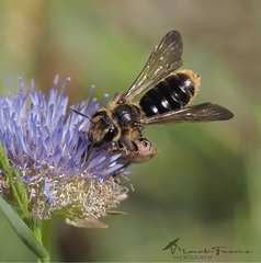 Andrena hattorfiana