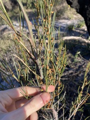 Gyrostemon racemiger