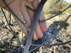 Gyrostemon racemiger